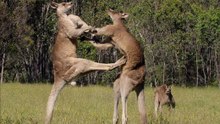Cangurus Em Hilariantes Lutas De Boxe E Kickboxing