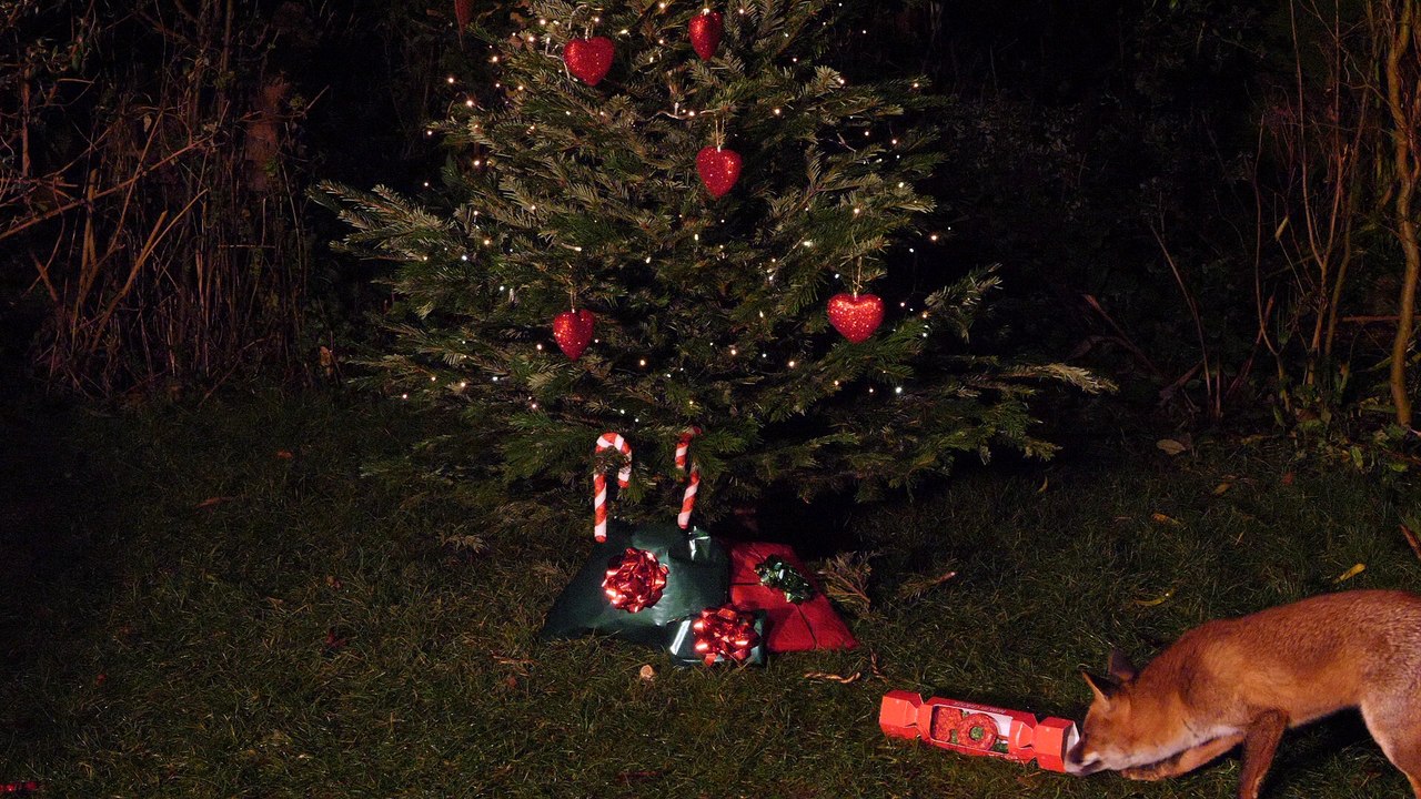 Fox Under a Christmas Tree
