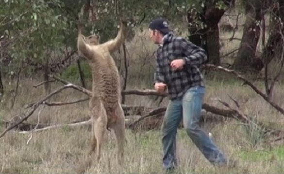 Cangurus Confrontados Com Perigos Diversos