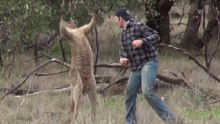 Cangurus Confrontados Com Perigos Diversos