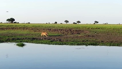 Ce lion se jette pour attraper un crocodile... Quelle rapidité