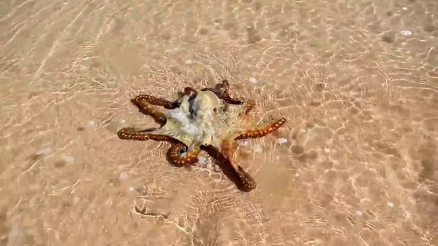 Ce poulpe vient remercier les touristes qui l'ont sauvé... Adorable