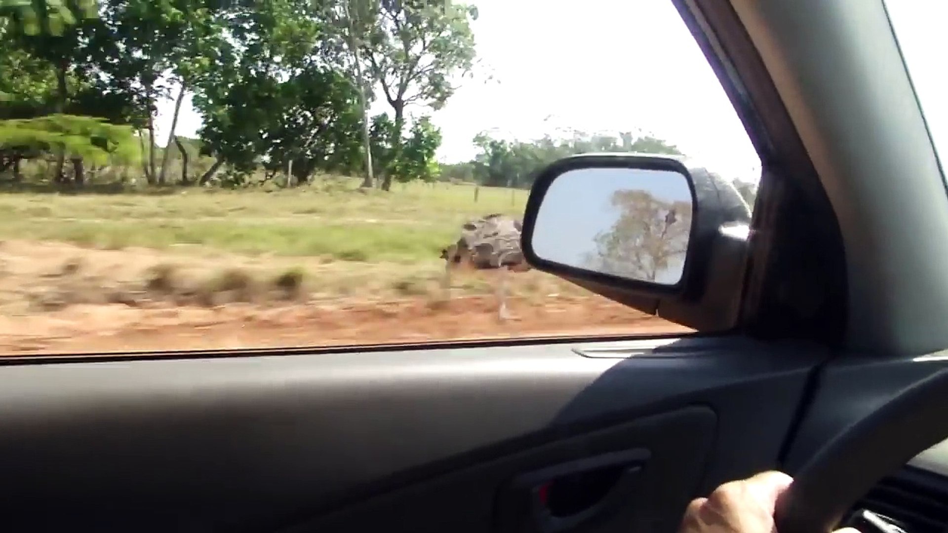 AVESTRUZ-CORRE-A-MAIS-DE-50KM