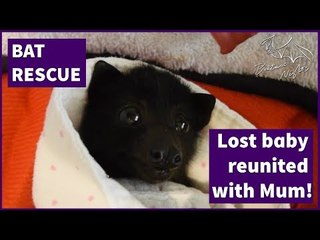 Baby Bat Reunited With Her Mother