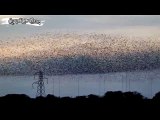 Kuşların Adeta Havada Bir Dans Gösterisi Yaparcasına Uçması
