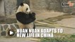 Malaysian-born giant panda adapts to new life in China