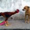 the cute dog  and hen fighting