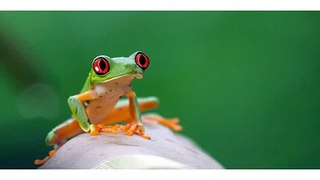 Happy Birthday to You - Tango the Tree Frog