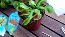 PLANTA CARNÍVORA para NIÑOS | DEVORA 2 moscas y una mariposa | venus atrapamosca Dionaea muscipula