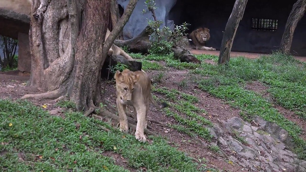 Lion and White Tiger-lazy big cats at the zoo-lion and white tiger moments