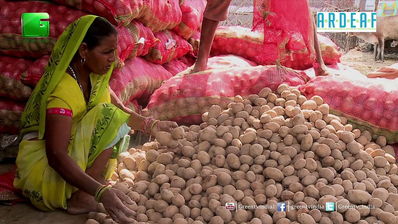 Potato Farming_Part - 2