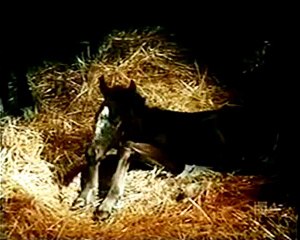 The Runaway (3) - The Virginian.