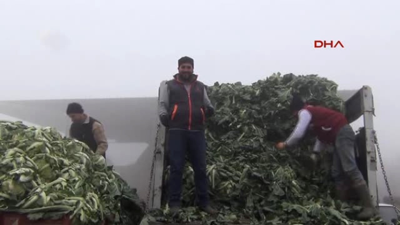 Bursa-Dondurucu Soğukta Lahana Hasadı