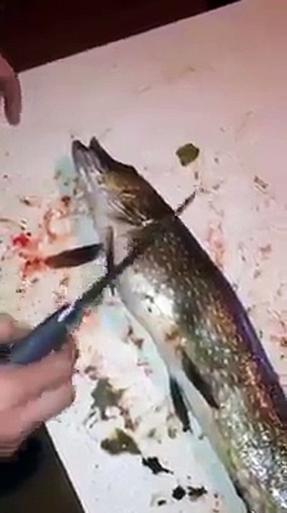Regardez ce que ce brochet a dans le ventre... Incroyable