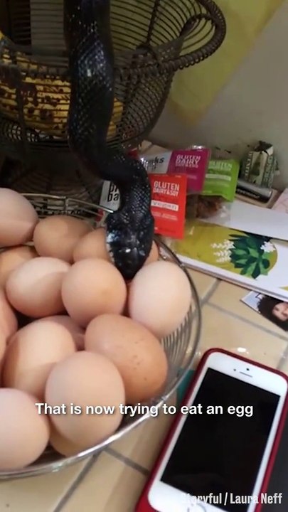 Il trouve un serpent dans sa cuisine en train de gober des oeufs... Flippant