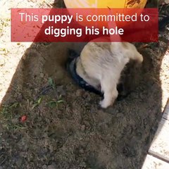 Ce chiot est bien décidé à creuser jusqu'en Chine... trop mignon