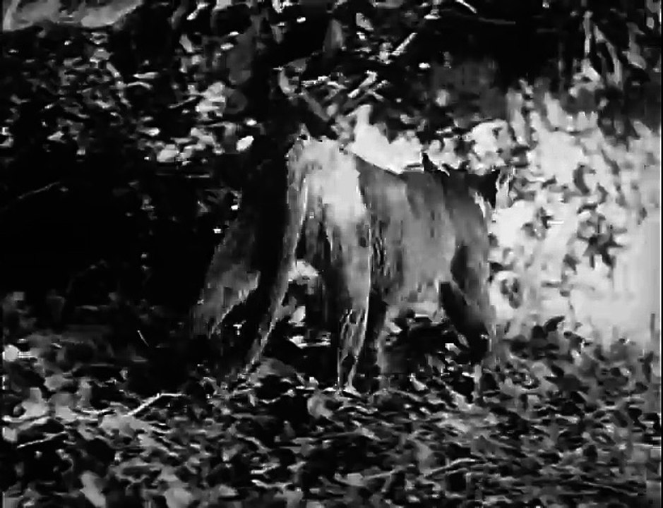Call of the Wilderness (1932) ADVENTURE part 2/2