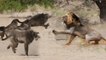 Animal Planet - Wild Tanzania (Tarangire National Park Where Lions hunt Baboons)