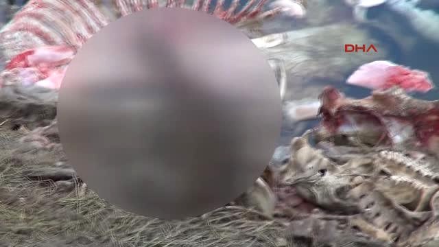 Adana-Çok Sayıda At ve Eşek Kemiği Bulundu