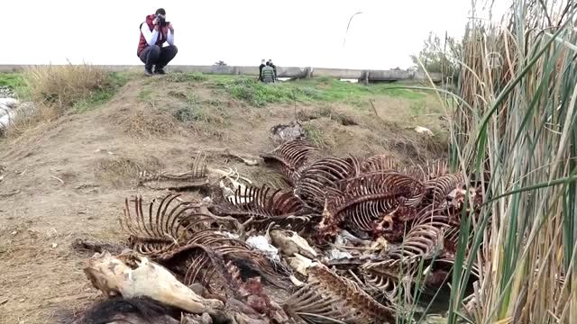 Gölette Çok Sayıda At ve Eşek Kemiği Bulundu