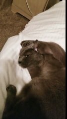 Un chat qui ne veut pas sortir du lit