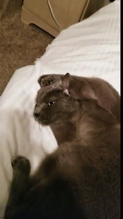 Un chat qui ne veut pas sortir du lit