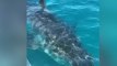 Entourée par un requin de cinq mètres, cette famille a vécu un vrai cauchemar