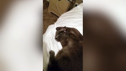 Quand ton chat ne veut pas t'entendre !