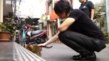 Bangkok　CAT,タイ,バンコク旅行,タイの猫