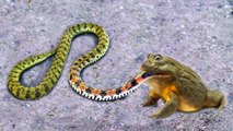 Incredible- Giant Frog Eats Snake and Rat - The Best Attacks of Wild Animals