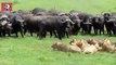 100 Friends Rescue Buffalo From Lions - Unbelievable Moments Animals Save