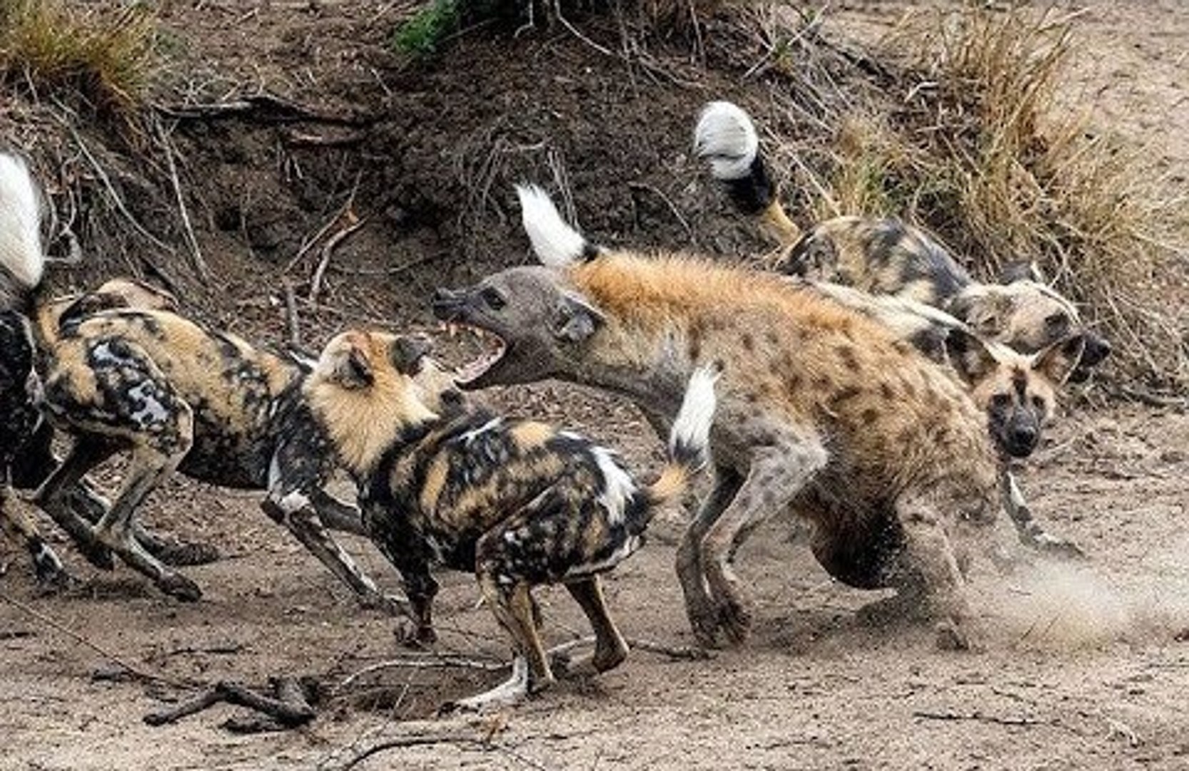 Hyena fight with 8 Wild Dogs to survive elephants rescue antelope, rabbit, lion, predator, bison