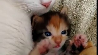 Bebeğini ve Bebeğinin Oyuncağını Koruyan Anne Kedi