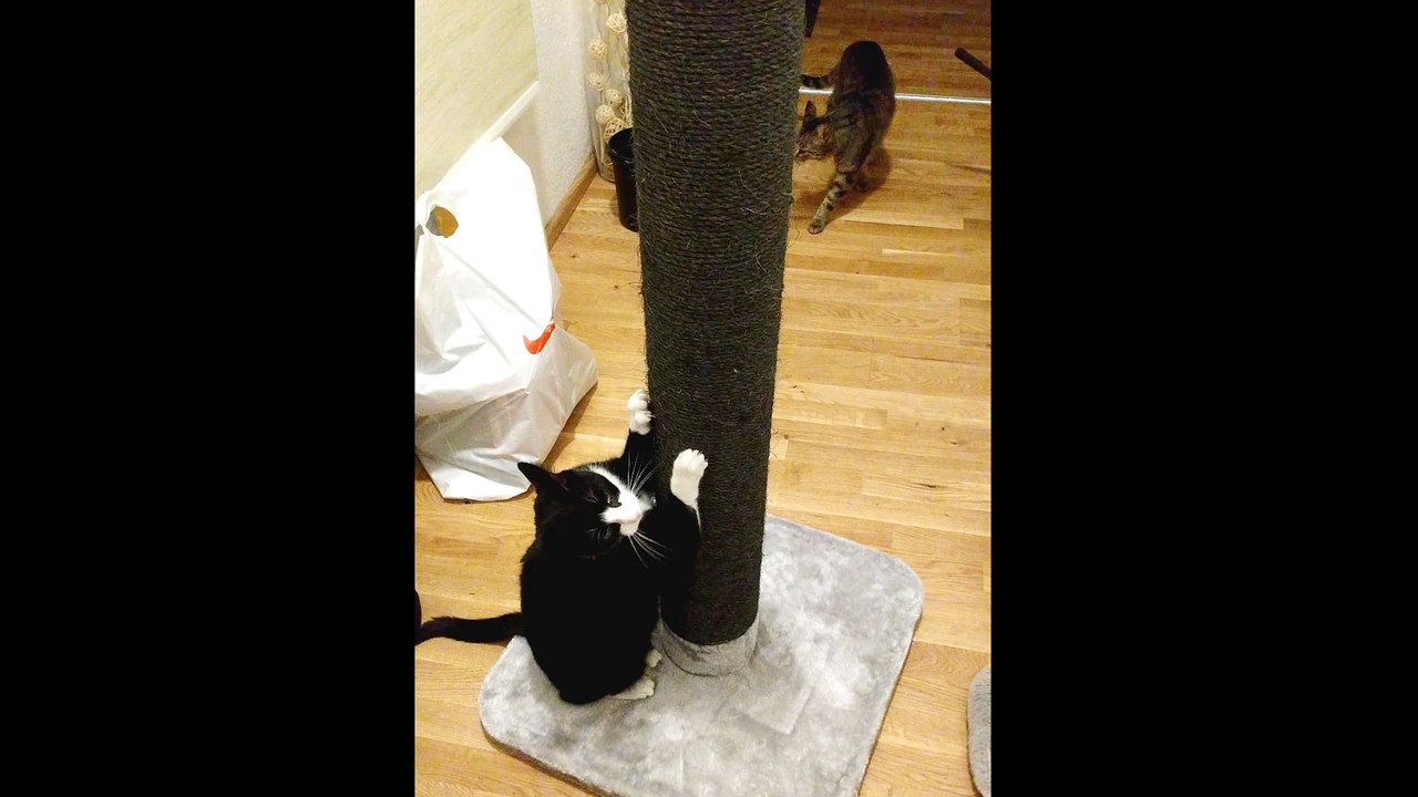 Cats instantly love their Christmas present