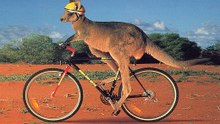 Cangurus Em Cenas Super Divertidas