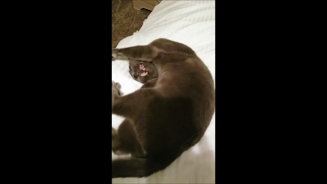 Ce chat se bouche les oreilles quand son maître le gronde