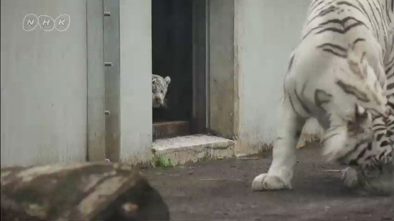 Un bébé tigre fait peur à sa maman