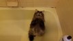 Ce chat demande un bain !!! Et fait la tête après LOL