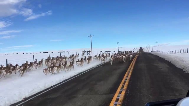 Quant ton embouteillage sont des antilopes courant sur la route...