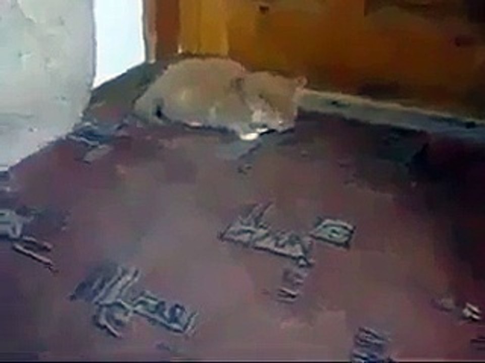 Un chaton a pris la mauvaise habitude de fumer