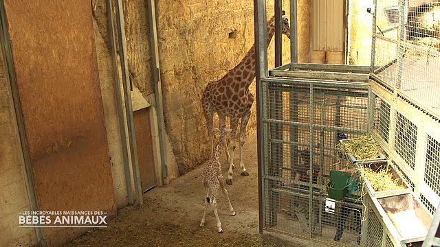 AVANT-PREMIERE - Découvrez les 1ères images des incroyables naissances des bébés animaux sur C8 -