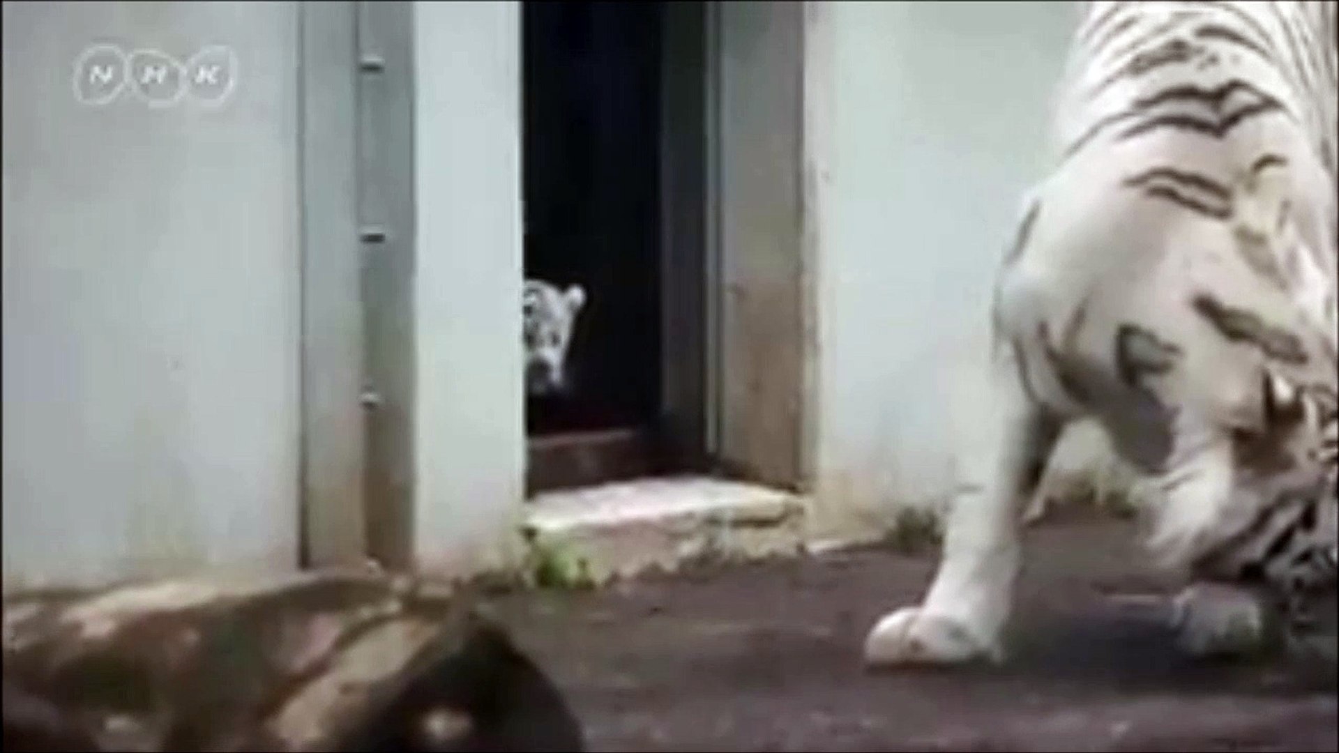 Quand Un Bebe Tigre Fait Peur A Sa Maman Adorable Video Dailymotion