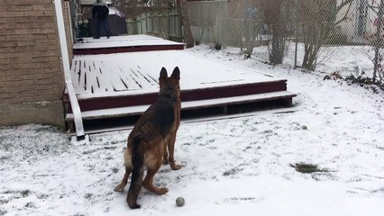 Shepherd Snow Fun