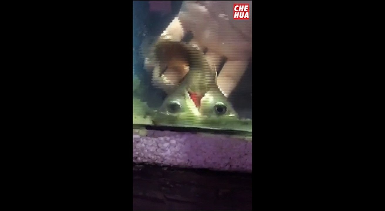 以为龙鱼生了个双胞胎结果是个双头鱼