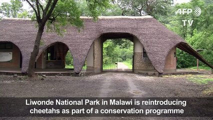 Cheetahs being reintroduced to Malawi national park