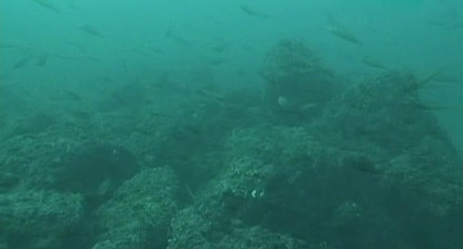 Die letzten Nixen – die Taucherinnen von Cheju