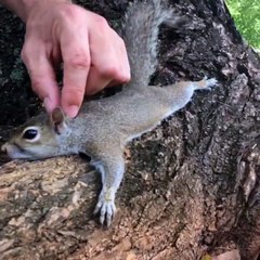 GUARDATE CHE TENERO QUESTO SCOIATTOLO