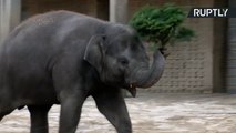 Elephants Feast on Leftover Christmas Trees at Berlin Zoo