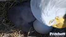 Florida Eagle Cam shows hatching of two eaglets