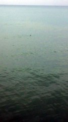Possible Shark Sighting